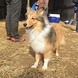 Gordon herding 2016