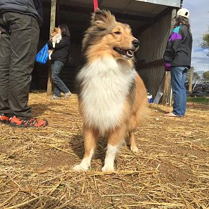 Gordon herding 2016