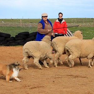 Gordon herding 2016
