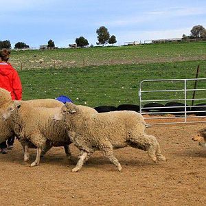 Gordon herding 2016