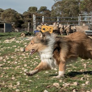 SouthAussieShelties Herding Try Aug 7 2016_02_LoRes
