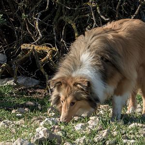 SouthAussieShelties Herding Try Aug 7 2016_03_LoRes
