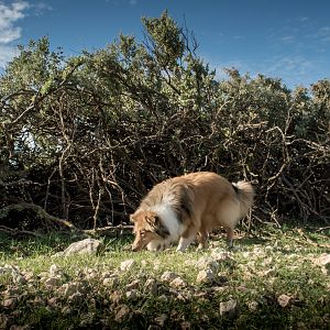 SouthAussieShelties Herding Try Aug 7 2016_04_LoRes