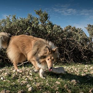 SouthAussieShelties Herding Try Aug 7 2016_05_LoRes