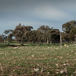 SouthAussieShelties Herding Try Aug 7 2016_06_LoRes