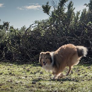 SouthAussieShelties Herding Try Aug 7 2016_07_LoRes