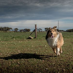 SouthAussieShelties Herding Try Aug 7 2016_08_LoRes