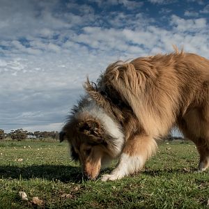 SouthAussieShelties Herding Try Aug 7 2016_09_LoRes