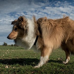 SouthAussieShelties Herding Try Aug 7 2016_10_LoRes