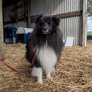 SouthAussieShelties Herding Try Aug 7 2016_11_LoRes