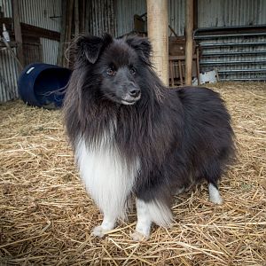 SouthAussieShelties Herding Try Aug 7 2016_12_LoRes