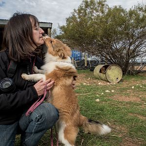 SouthAussieShelties Herding Try Aug 7 2016_16_LoRes