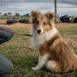 SouthAussieShelties Herding Try Aug 7 2016_17_LoRes