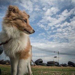SouthAussieShelties Herding Try Aug 7 2016_19_LoRes