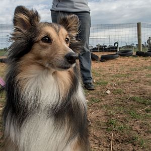 SouthAussieShelties Herding Try Aug 7 2016_21_LoRes