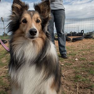 SouthAussieShelties Herding Try Aug 7 2016_22_LoRes