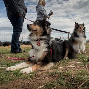 SouthAussieShelties Herding Try Aug 7 2016_23_LoRes