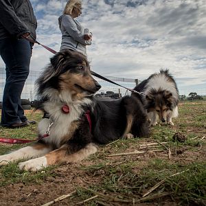 SouthAussieShelties Herding Try Aug 7 2016_24_LoRes