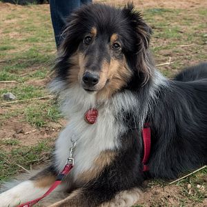 SouthAussieShelties Herding Try Aug 7 2016_25_LoRes