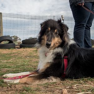 SouthAussieShelties Herding Try Aug 7 2016_26_LoRes