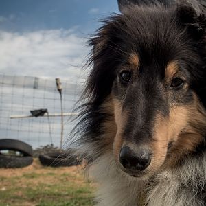 SouthAussieShelties Herding Try Aug 7 2016_27_LoRes