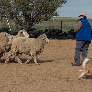 SouthAussieShelties Herding Try Aug 7 2016_28_LoRes