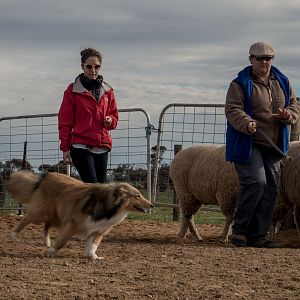SouthAussieShelties Herding Try Aug 7 2016_30_LoRes