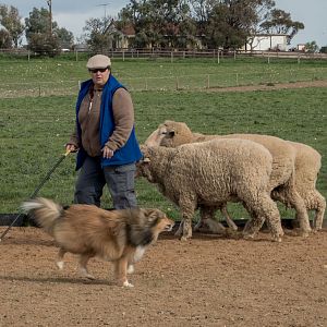SouthAussieShelties Herding Try Aug 7 2016_31_LoRes
