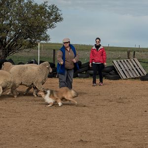 SouthAussieShelties Herding Try Aug 7 2016_33_LoRes