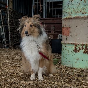 SouthAussieShelties Herding Try Aug 7 2016_34_LoRes