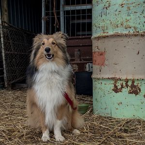 SouthAussieShelties Herding Try Aug 7 2016_35_LoRes