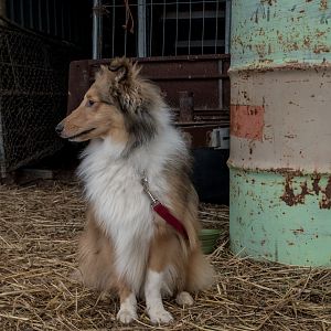 SouthAussieShelties Herding Try Aug 7 2016_36_LoRes