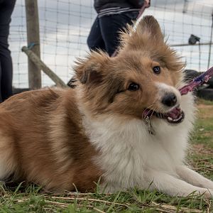 SouthAussieShelties Herding Try Aug 7 2016_38_LoRes