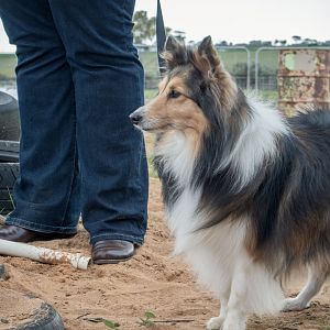 SouthAussieShelties Herding Try Aug 7 2016_40_LoRes