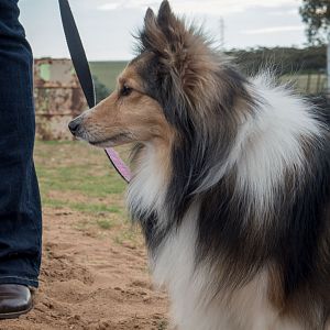 SouthAussieShelties Herding Try Aug 7 2016_41_LoRes