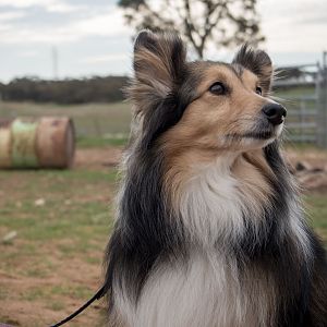 SouthAussieShelties Herding Try Aug 7 2016_43_LoRes