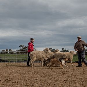 SouthAussieShelties Herding Try Aug 7 2016_44_LoRes