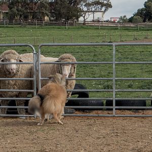 SouthAussieShelties Herding Try Aug 7 2016_46_LoRes