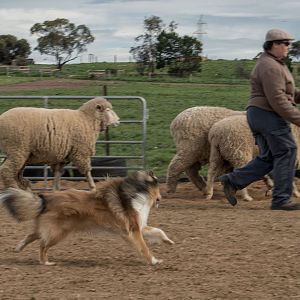 SouthAussieShelties Herding Try Aug 7 2016_48_LoRes