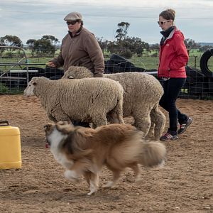 SouthAussieShelties Herding Try Aug 7 2016_49_LoRes