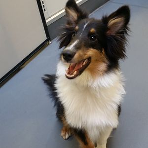 Rocket at graduation