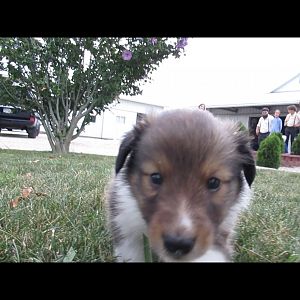 Puppy4Weeks