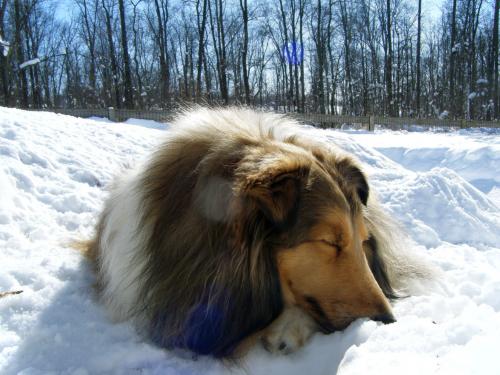 Bitsy in the Snow