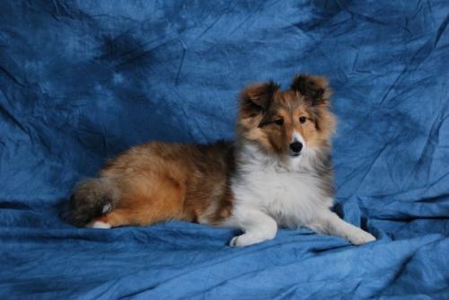 Sheltie 6 2024 months old