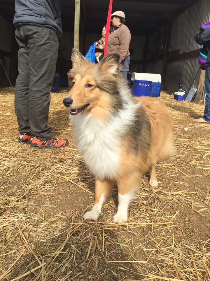 Gordon herding 2016