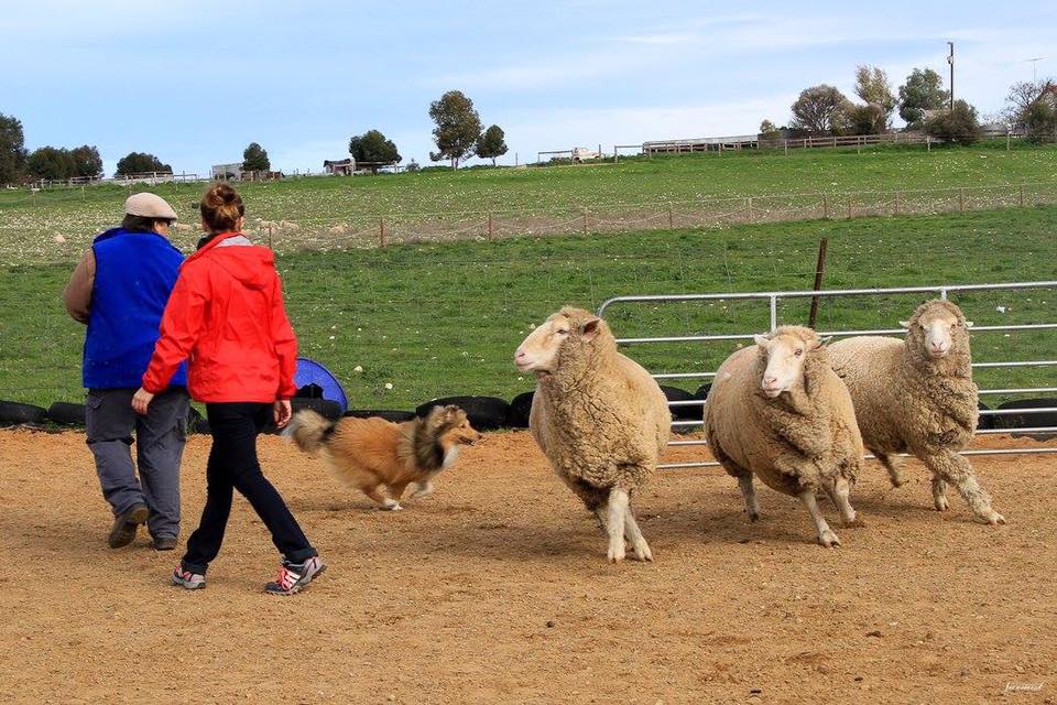 Gordon herding 2016