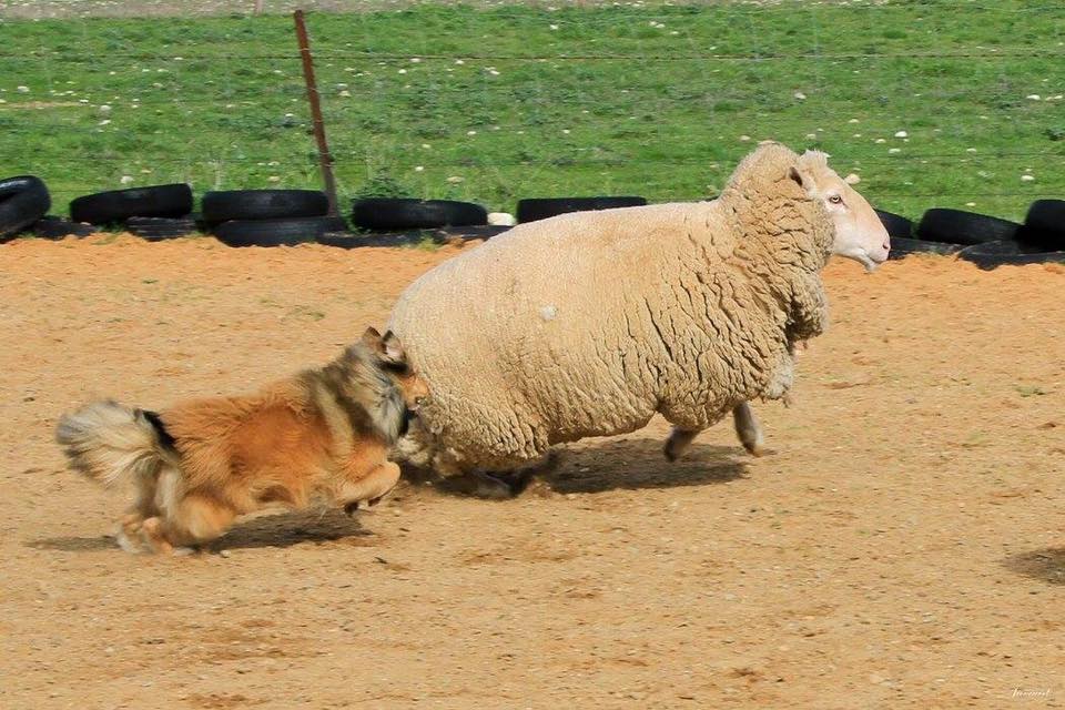Gordon herding 2016
