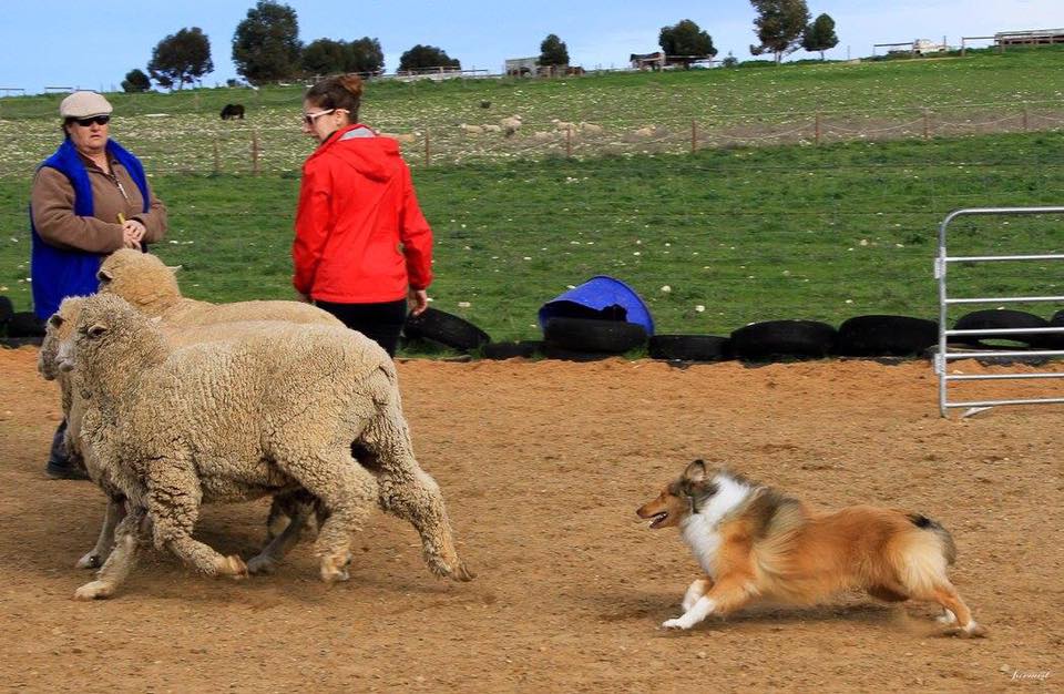 Gordon herding 2016