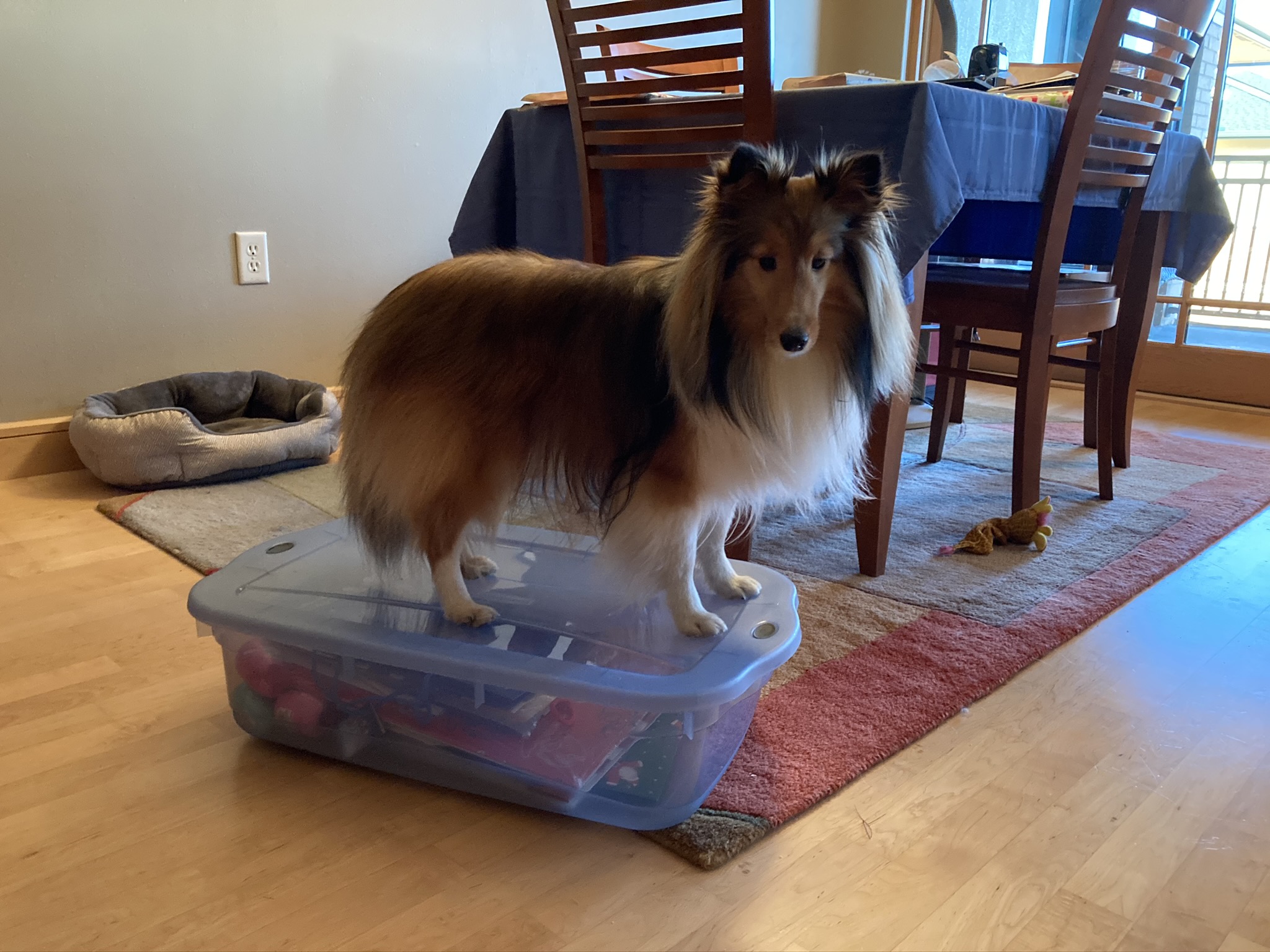 Mindy, makeshift platform