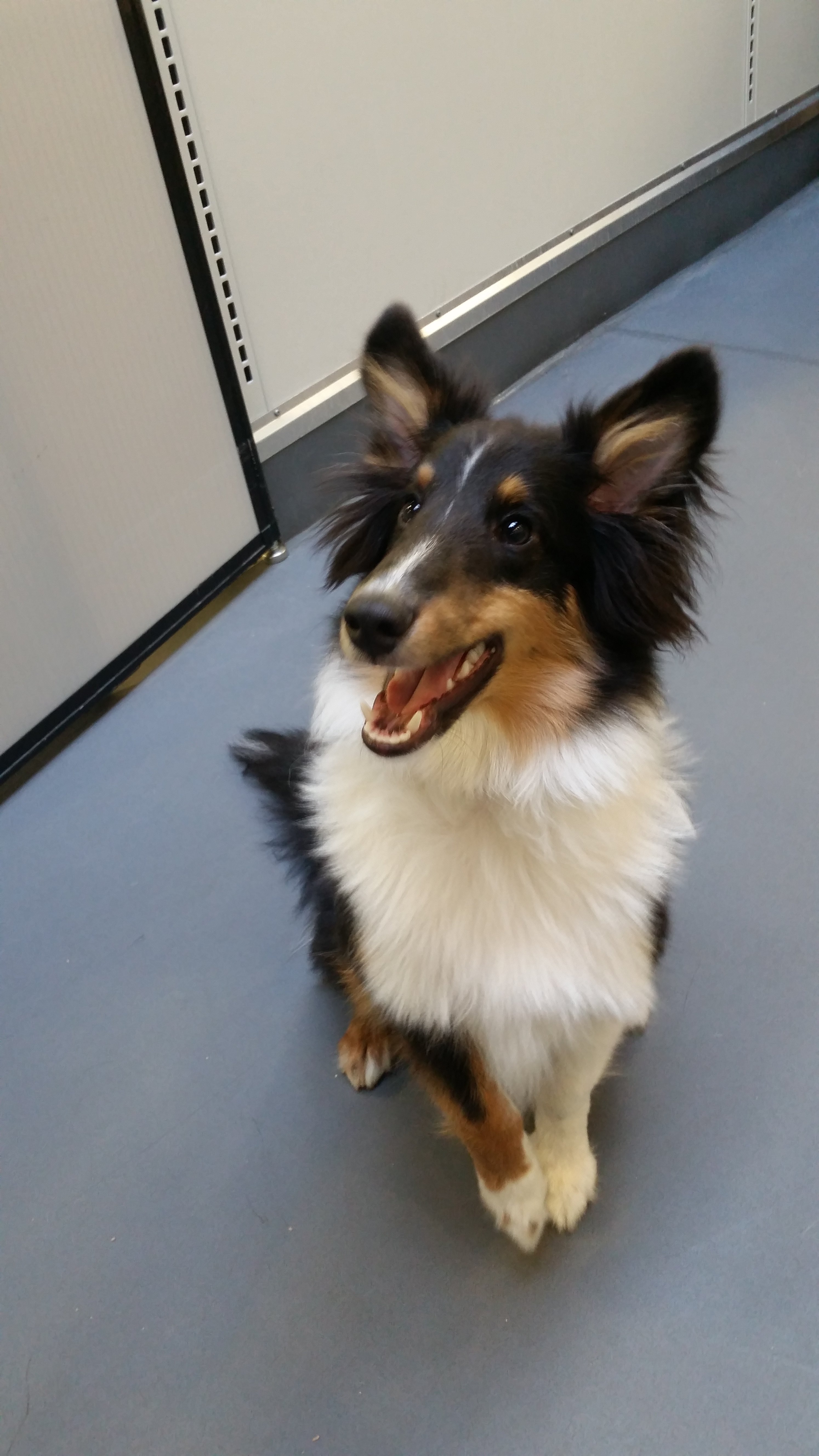 Rocket at graduation